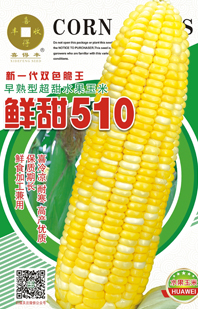 鲜甜510