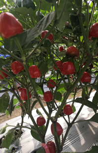 大果草莓椒——圣樱草莓椒